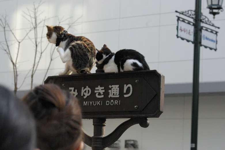 three cats sitting on top of an oriental sign