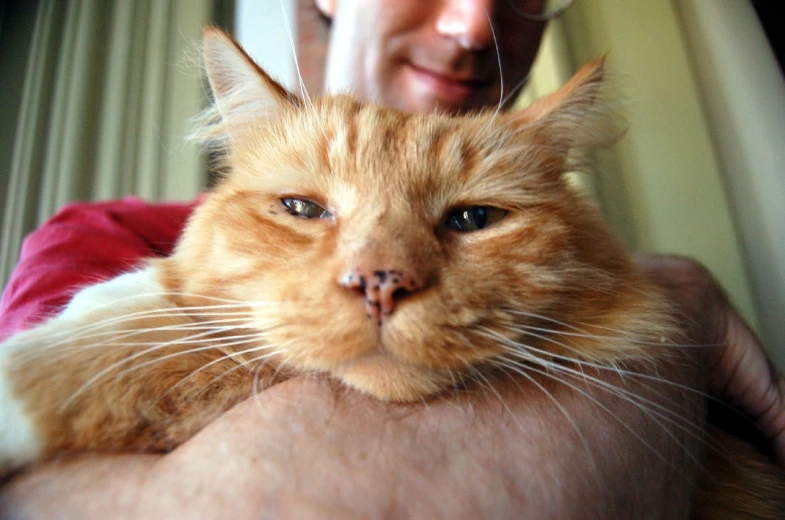 a man is holding an orange cat in his arms