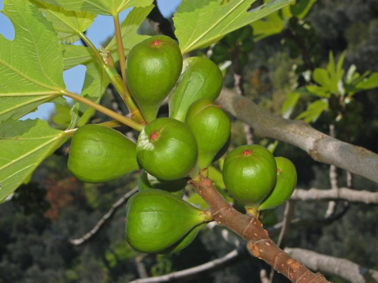 a leaf and nch with unripe fruit on it