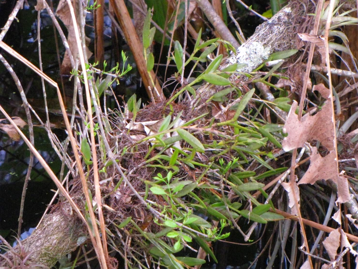 an image of the leaves of plant life in nature