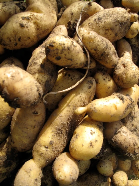 a pile of dirty, yellow turnips sitting in the ground