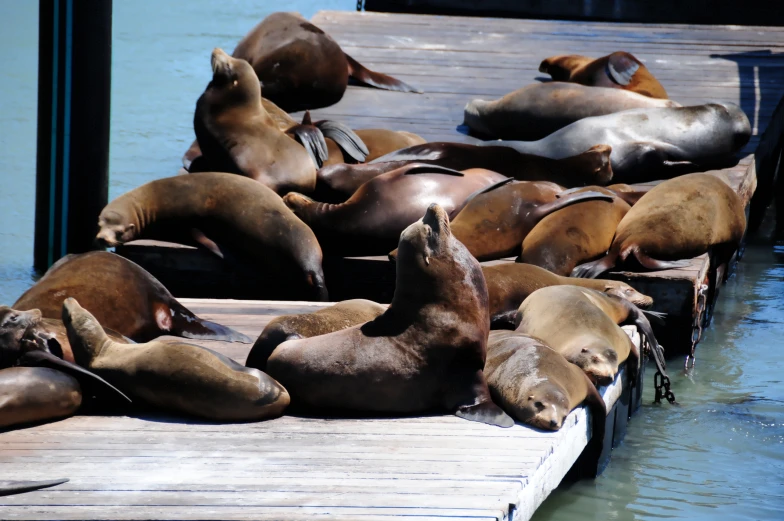sealions laying on the deck of a dock