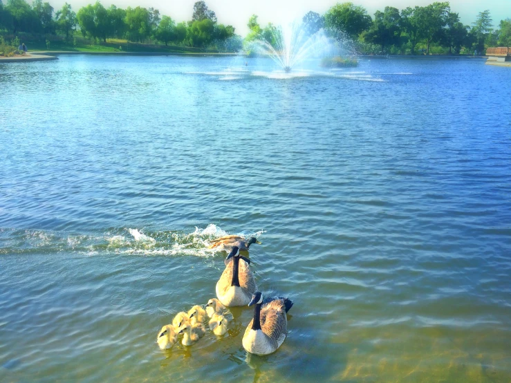 two swans with two goslings on the lake