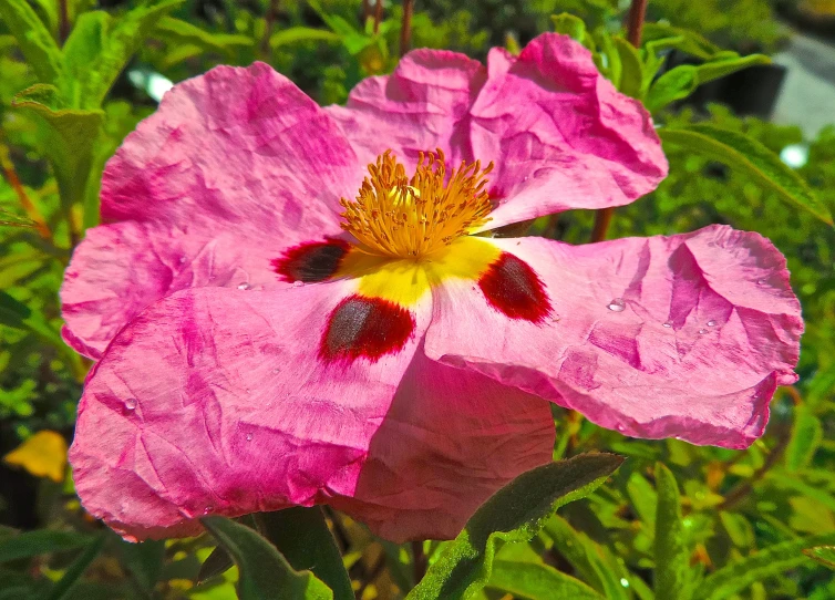 a pink flower has a yellow center and a black center