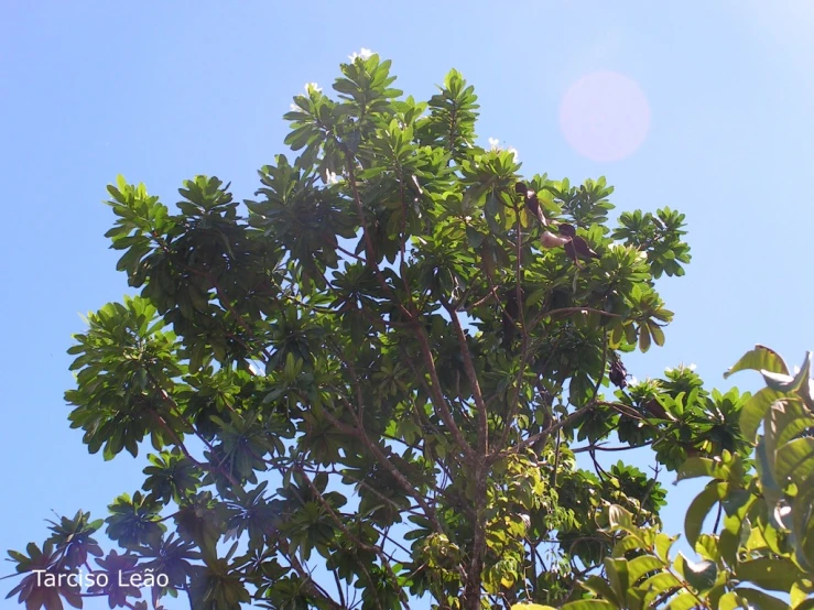 green leaves against a blue sky background