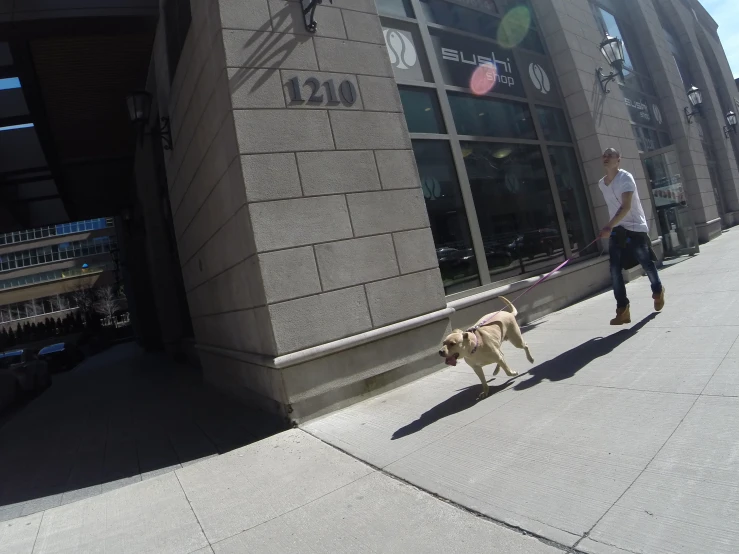 a woman walking a dog across the street