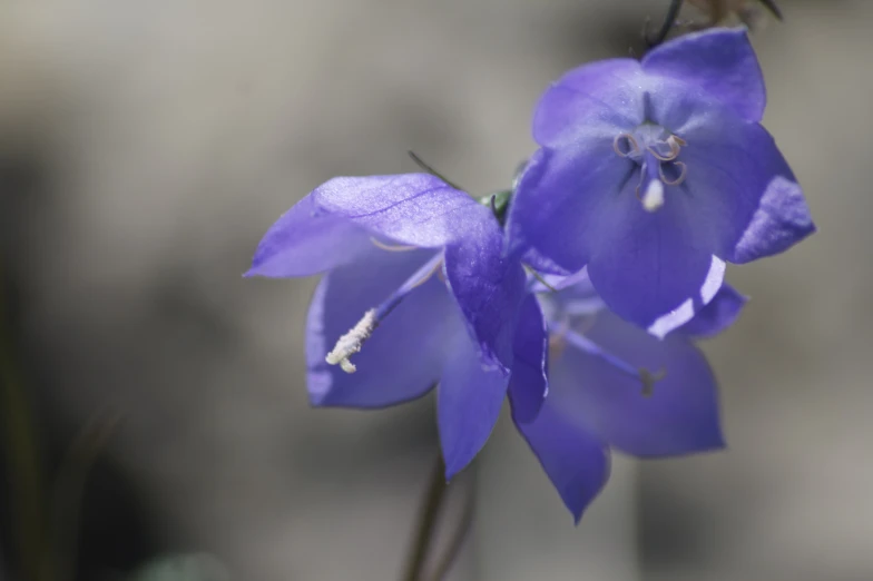 an extreme closeup of the purple petals of a wild flower