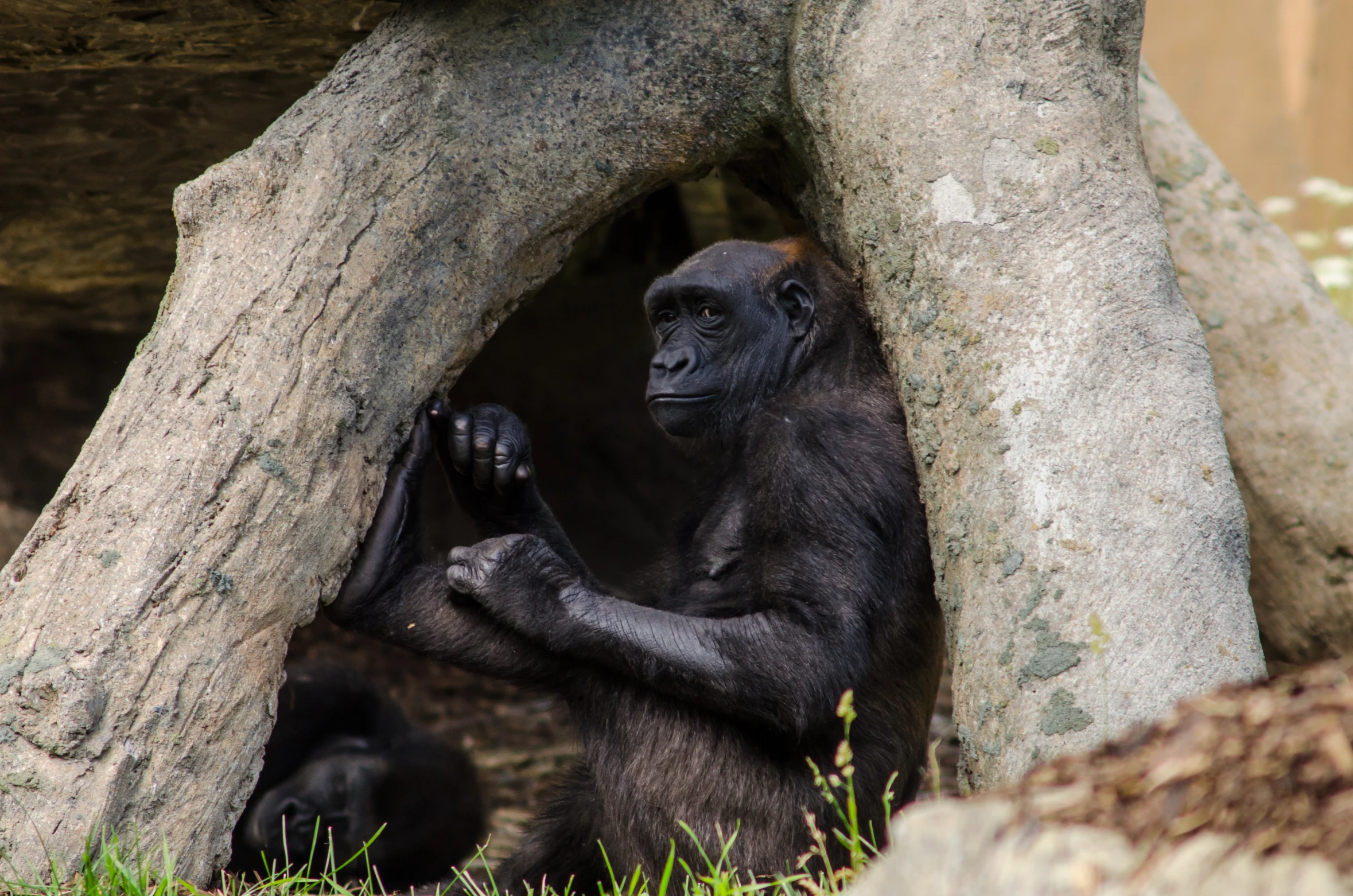 a gorilla standing in the grass next to a tree