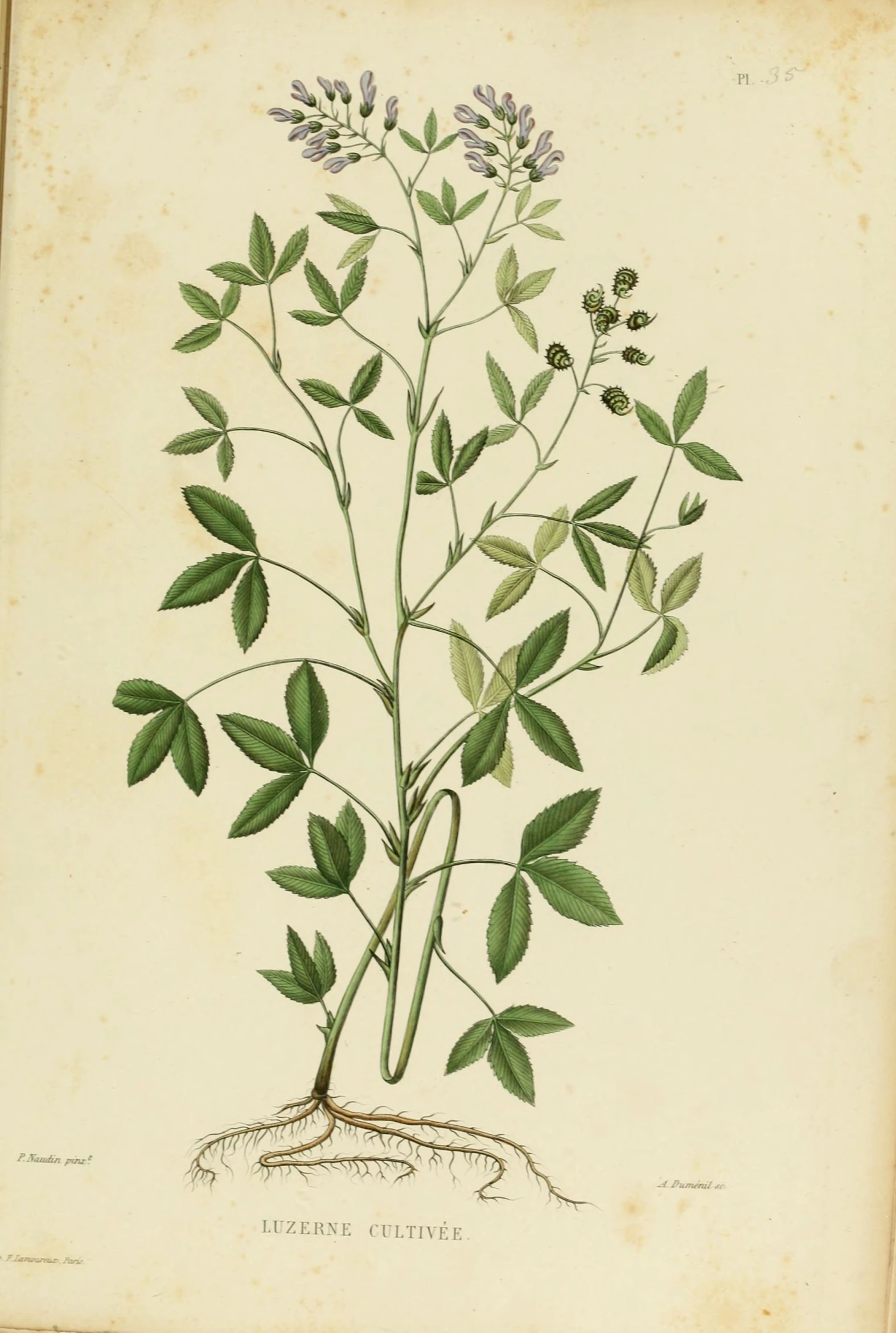 a drawing of a flower with many stems