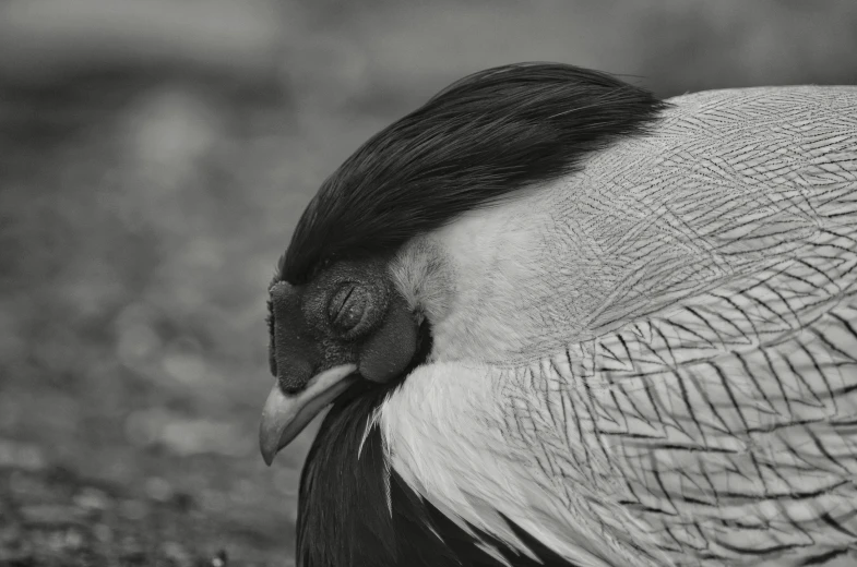 a close up view of a vulture's head