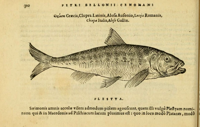an old illustration of a fish from an unknown book