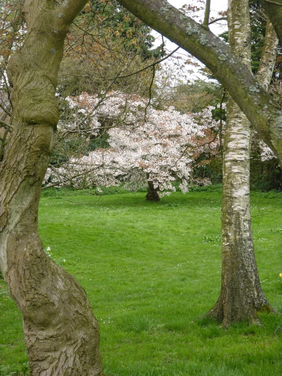 an image of spring trees with their leaves in bloom