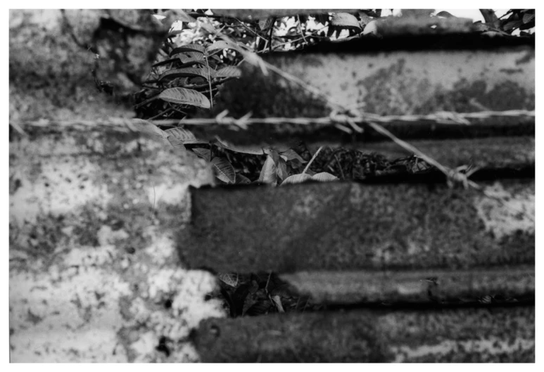 a black and white po of flowers growing through a wire fence