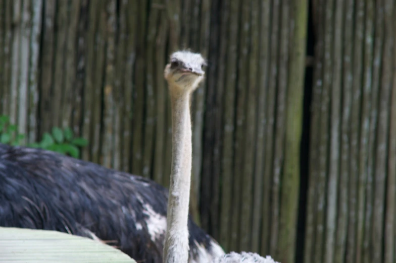 the head and back of an ostrich looking ahead