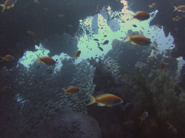 an aquarium filled with lots of yellow and orange fish