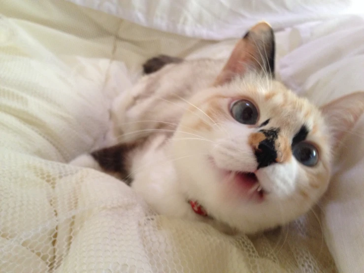 a close up of a cat laying on a bed