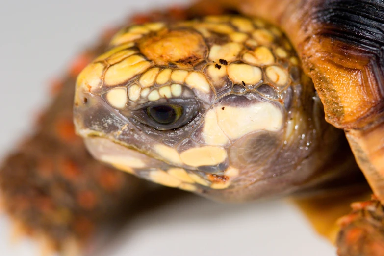 the head and shell of a small turtle