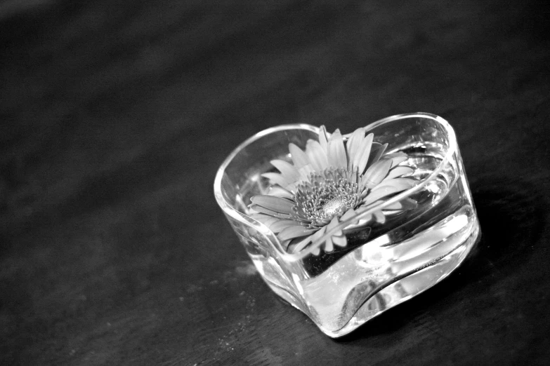 a small glass box filled with a daisy