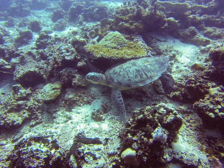 a sea turtle swimming over a coral reef