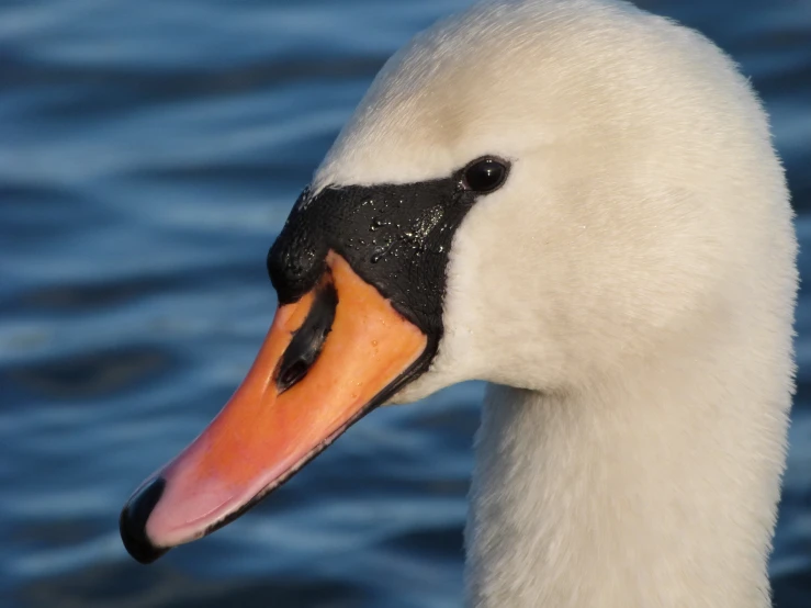 a close up of a swan near the water