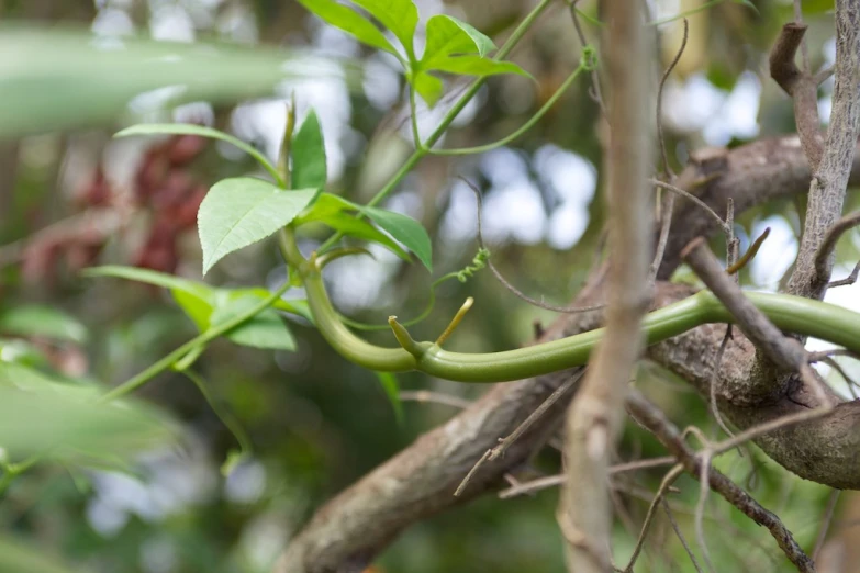 the end of a plant that looks like vines