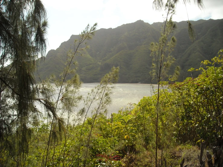 the view through the trees to the river