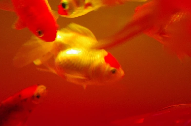 four different types of goldfish swimming in water