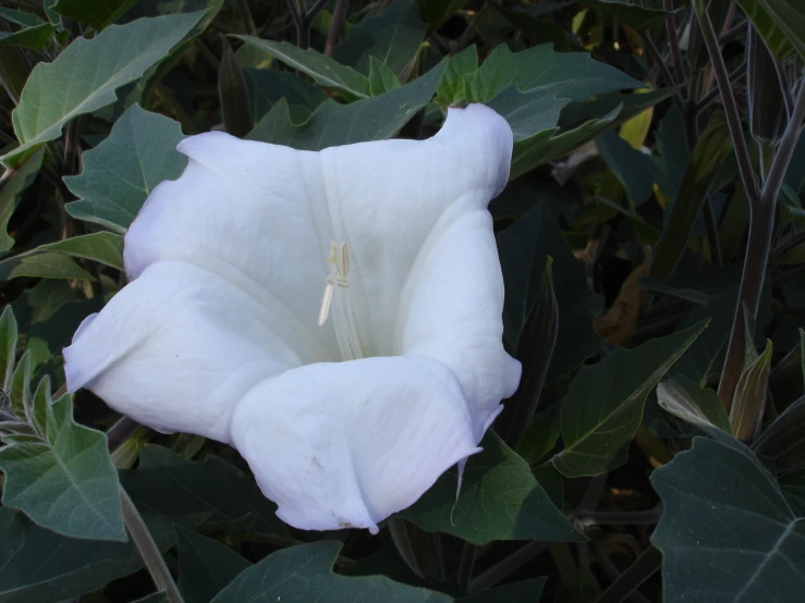 the middle of a white flower on green plants