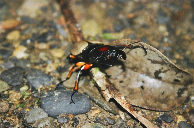 a small insect with many orange and black details