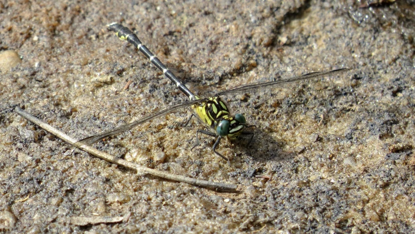 a spider on the ground with its legs sticking out