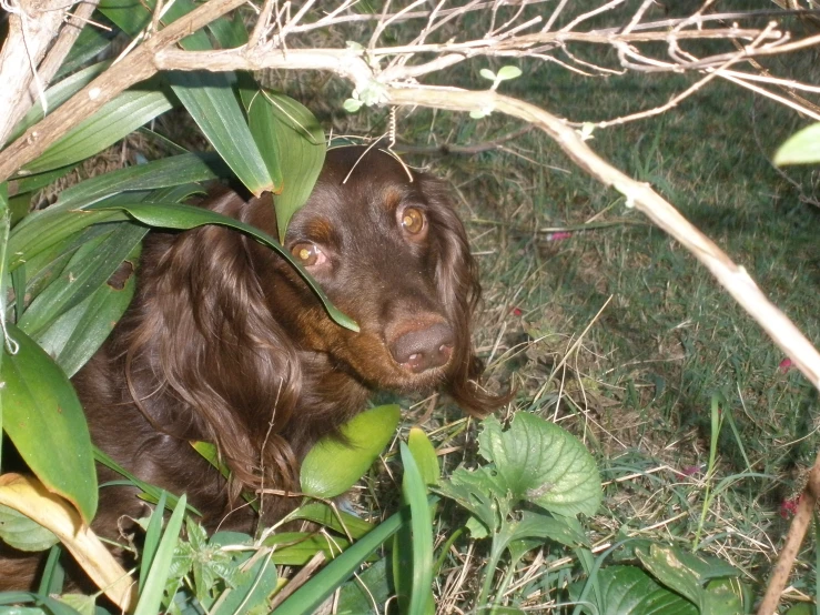 a small brown goat hiding behind a bush