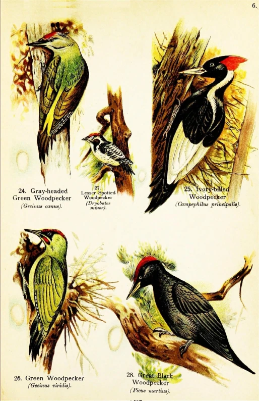 different kinds of birds sitting on a nch