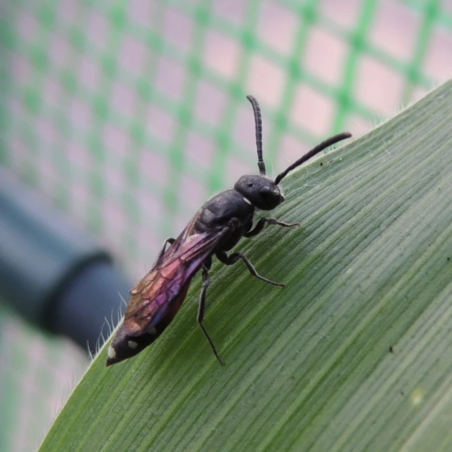 a insect with large eyes and black antennae sitting on a green leaf