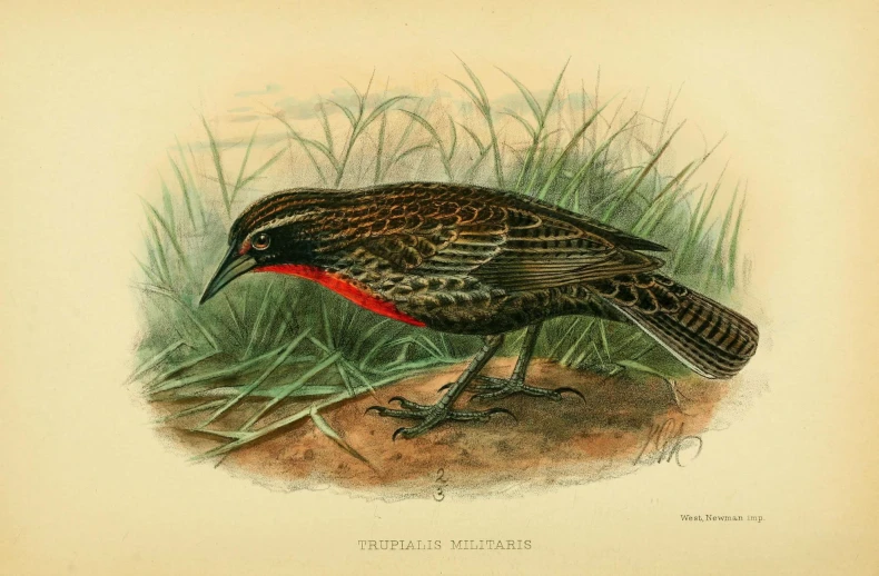 an antique print of a bird on the ground