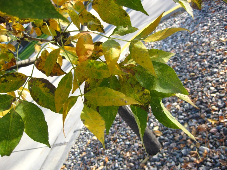 the leaves of this tree show off their green color