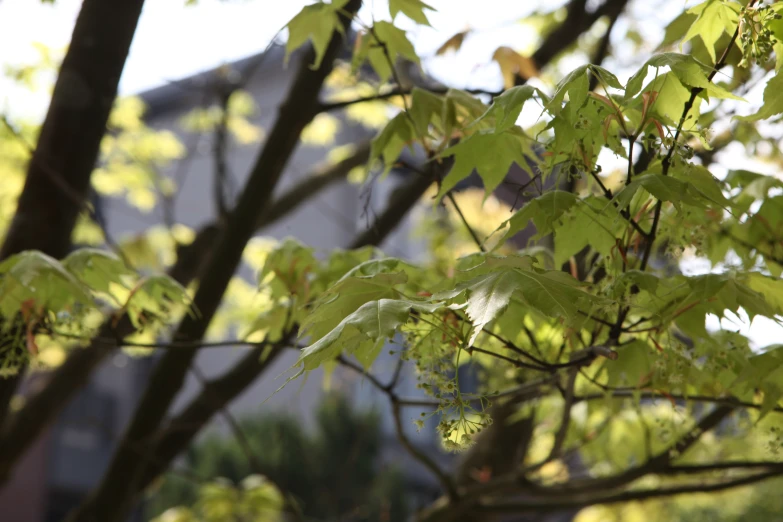 the leaves are bright on the nches of trees