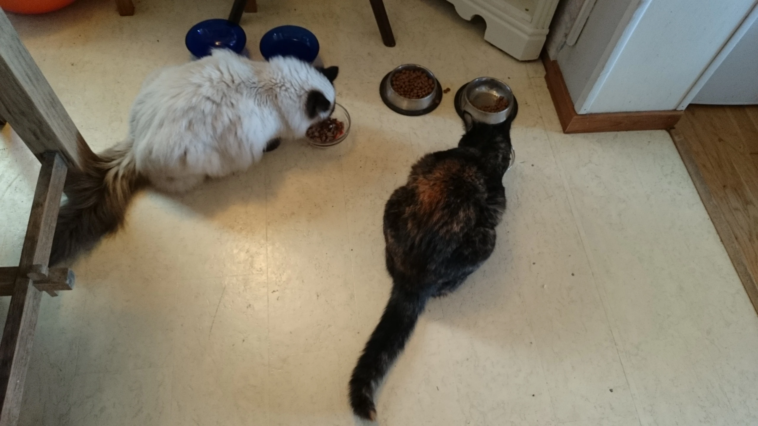 the two cats are enjoying some of their meal time