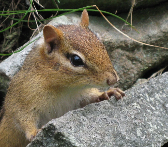 a chipmun in the bushes is looking around