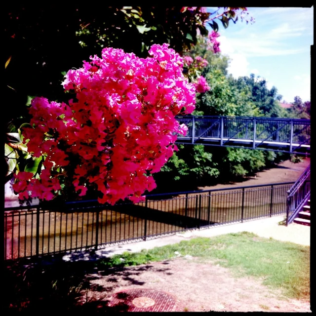 the flowers are in bloom in front of the bridge
