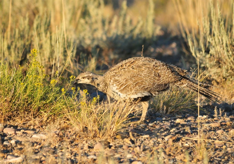 a bird is standing on the ground in the grass