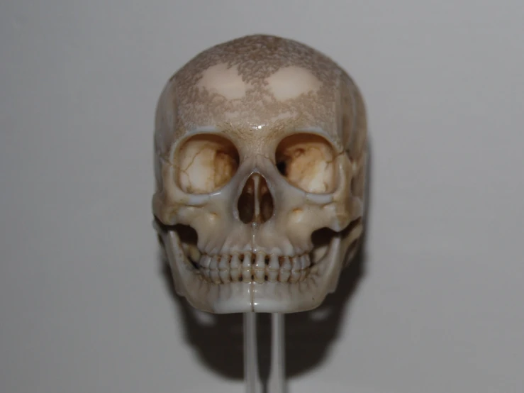 an odd human skull with only the upper half of the face