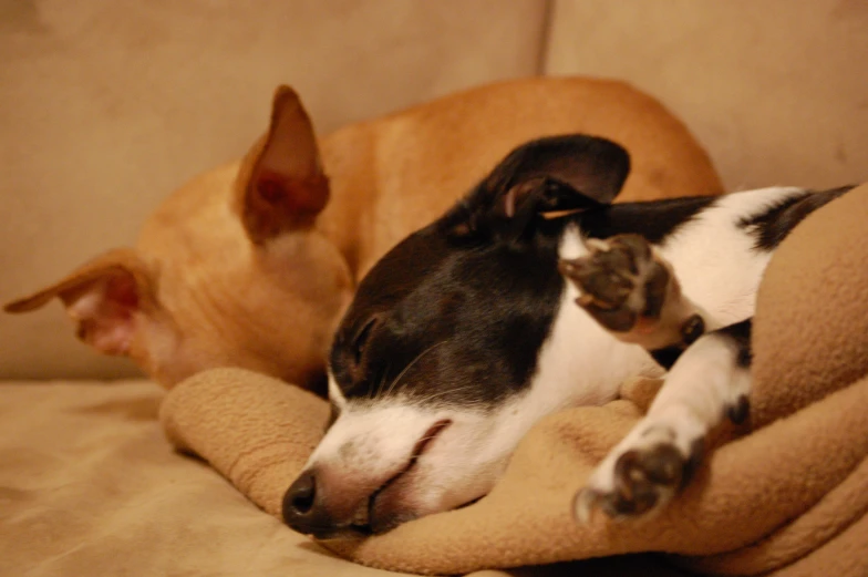 a dog and a cat sleeping on the couch