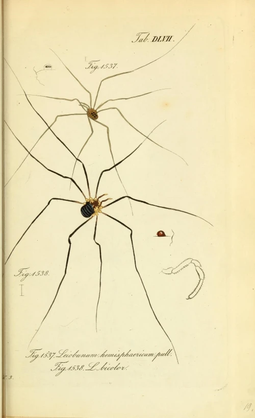 a diagram of an insect's head is shown