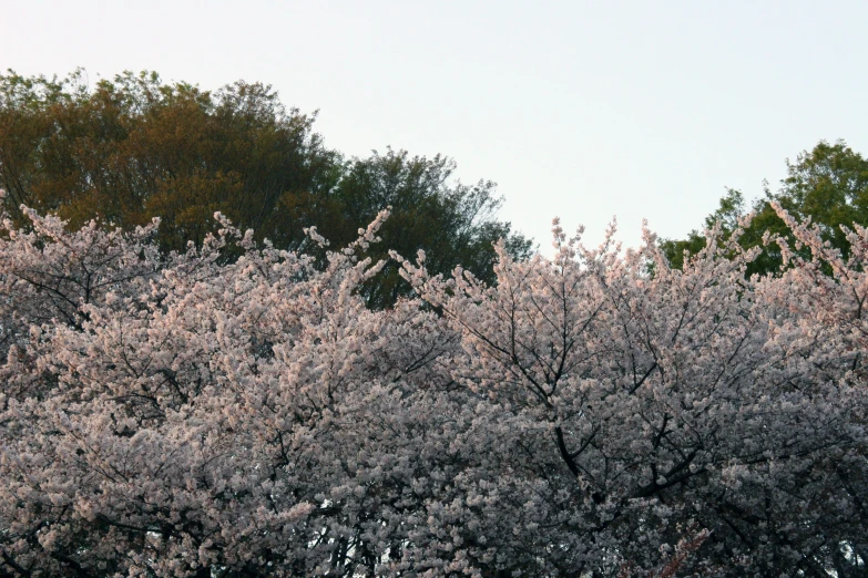 a view of trees and the sky is pictured in this image