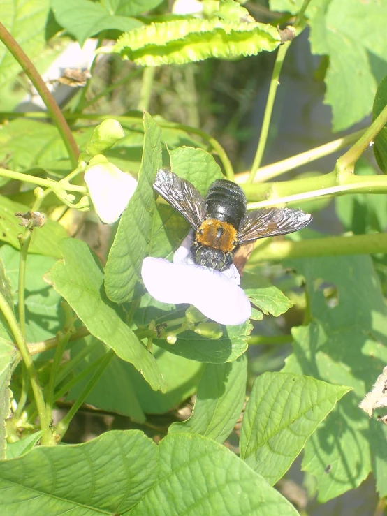 a close - up view of the bee with two yellow stripes sitting on a leaf