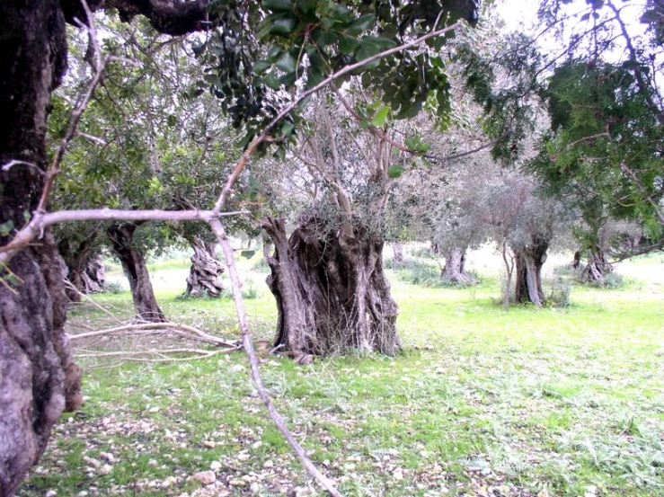 a field of trees in an area with grass and dirt