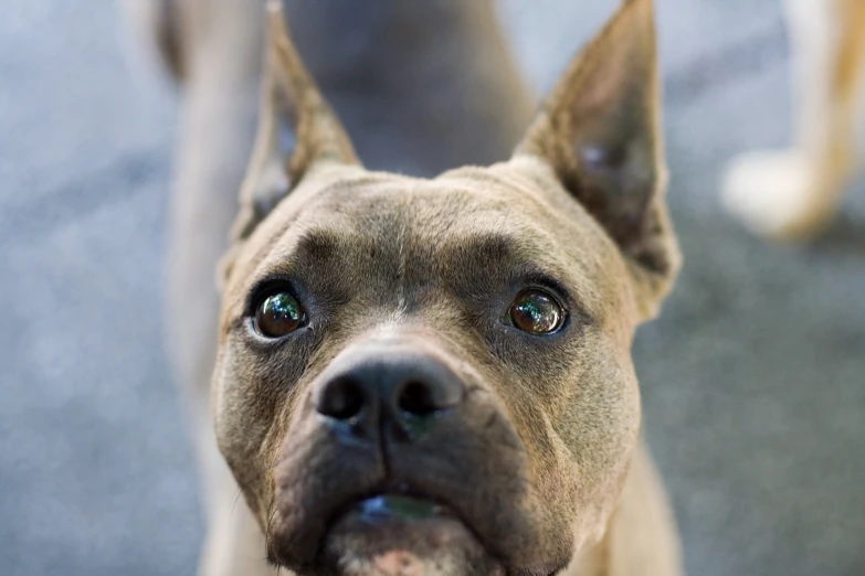 an adorable dog looking at the camera while standing next to another