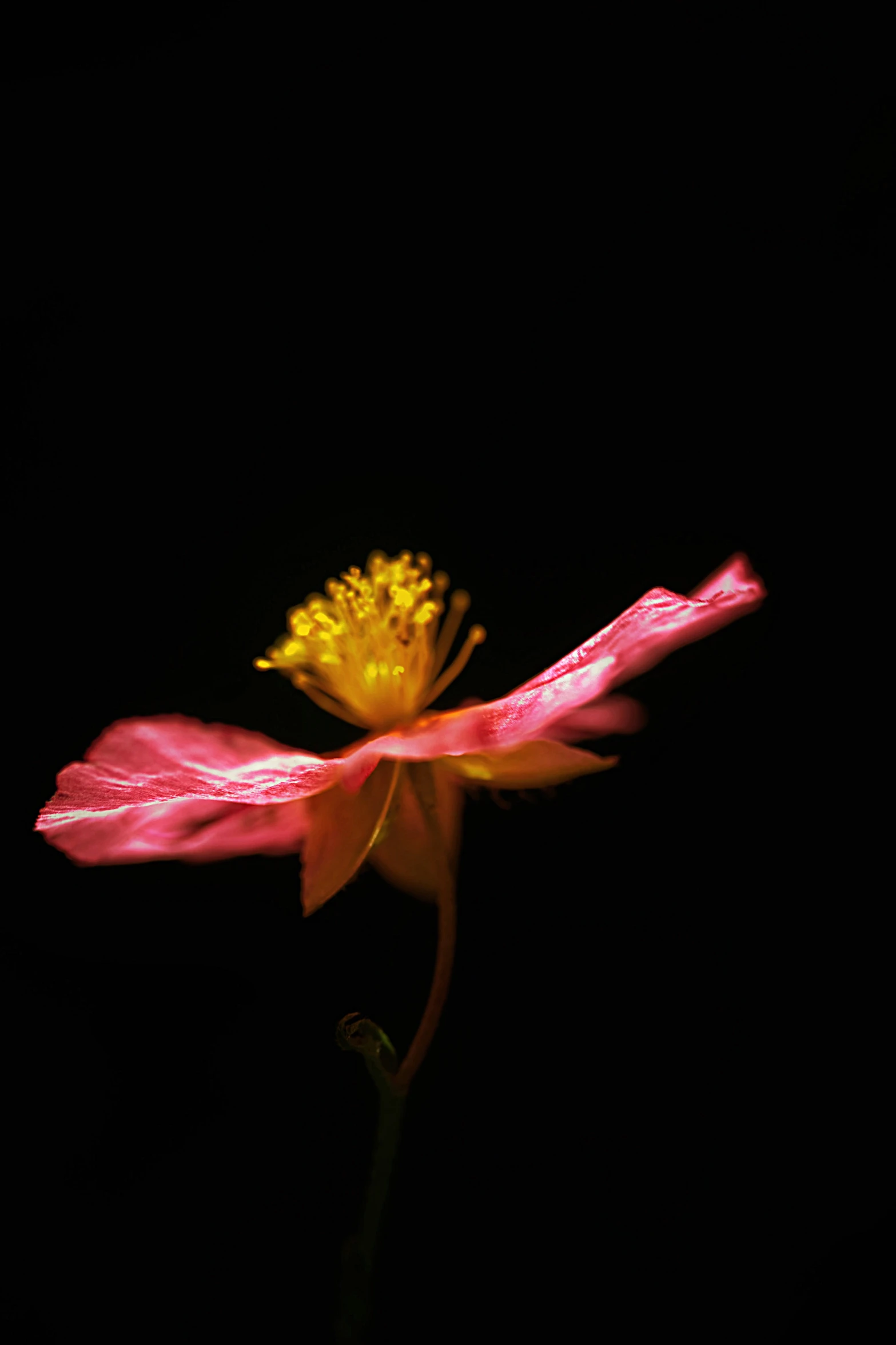 a flower on a black background is captured