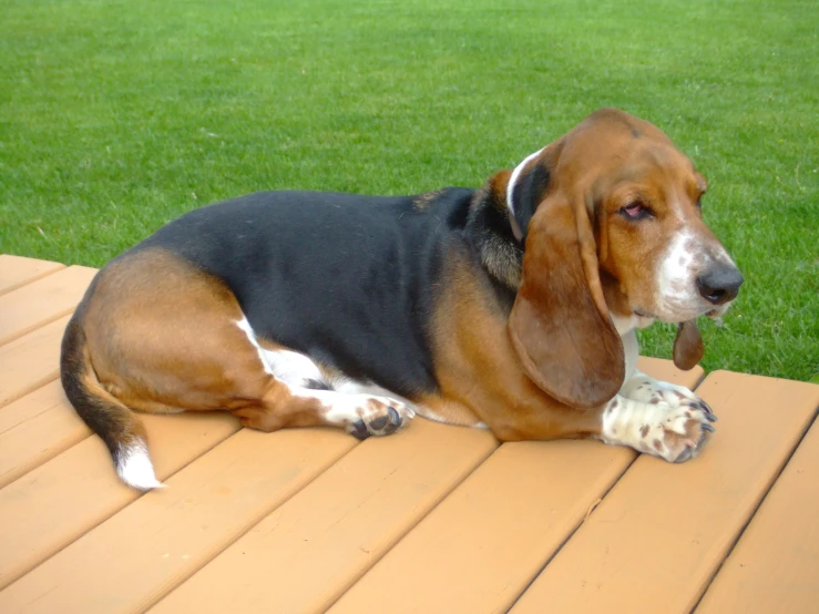 a dog laying on top of a wooden deck