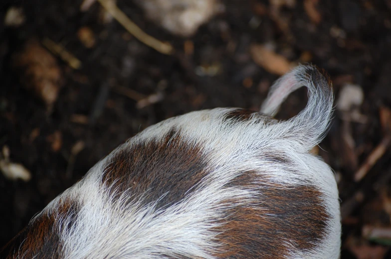 a dog with long white and brown hair on his head